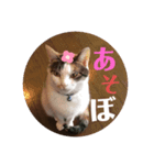ねこたろうの日々（個別スタンプ：5）