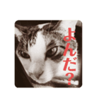 ねこたろうの日々（個別スタンプ：6）