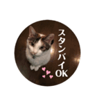 ねこたろうの日々（個別スタンプ：7）