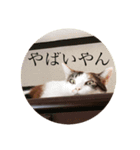 ねこたろうの日々（個別スタンプ：8）