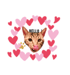 猫犬大集合〜！  おまけ？付き 2020年（個別スタンプ：1）