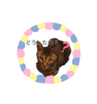 猫犬大集合〜！  おまけ？付き 2020年（個別スタンプ：2）