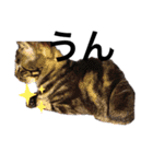 猫犬大集合〜！  おまけ？付き 2020年（個別スタンプ：3）