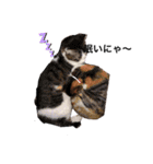 猫犬大集合〜！  おまけ？付き 2020年（個別スタンプ：4）