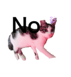 猫犬大集合〜！  おまけ？付き 2020年（個別スタンプ：5）
