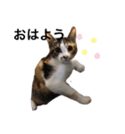 猫犬大集合〜！  おまけ？付き 2020年（個別スタンプ：6）