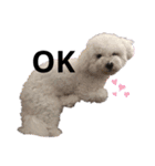猫犬大集合〜！  おまけ？付き 2020年（個別スタンプ：7）