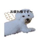 猫犬大集合〜！  おまけ？付き 2020年（個別スタンプ：11）