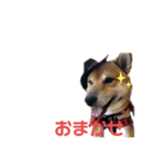 名探偵くぅちゃん（個別スタンプ：2）