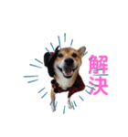 名探偵くぅちゃん（個別スタンプ：3）