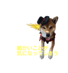 名探偵くぅちゃん（個別スタンプ：7）