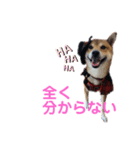名探偵くぅちゃん（個別スタンプ：8）