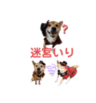 名探偵くぅちゃん（個別スタンプ：9）