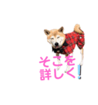 名探偵くぅちゃん（個別スタンプ：12）