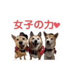 名探偵くぅちゃん（個別スタンプ：15）