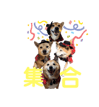 名探偵くぅちゃん（個別スタンプ：16）
