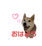 メイド長ゆきちゃん（個別スタンプ：1）