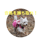 受験生 へ応援（個別スタンプ：3）