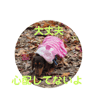 受験生 へ応援（個別スタンプ：6）