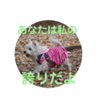受験生 へ応援（個別スタンプ：11）