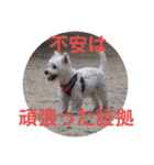 受験生 へ応援（個別スタンプ：13）