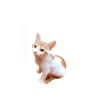 Bisco＆Romeo ①（個別スタンプ：3）