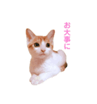 Bisco＆Romeo ①（個別スタンプ：10）