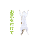 Bisco＆Romeo ①（個別スタンプ：15）