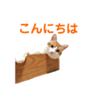 Bisco＆Romeo ①（個別スタンプ：16）