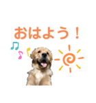 ゴールデンはっちゃん（個別スタンプ：1）