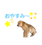 ゴールデンはっちゃん（個別スタンプ：2）