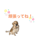 ゴールデンはっちゃん（個別スタンプ：3）