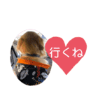ゴールデンはっちゃん（個別スタンプ：5）