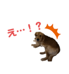 ゴールデンはっちゃん（個別スタンプ：12）