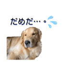 ゴールデンはっちゃん（個別スタンプ：13）