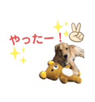 ゴールデンはっちゃん（個別スタンプ：14）