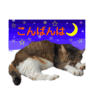 ももちゃんスタンプThree（個別スタンプ：3）