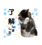 ももちゃんスタンプThree（個別スタンプ：7）