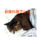 ももちゃんスタンプThree（個別スタンプ：8）