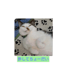 にゃんこあるあるスタンプ（個別スタンプ：5）