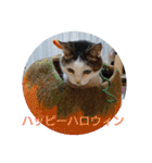にゃんこあるあるスタンプ（個別スタンプ：12）