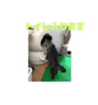 にゃんこあるあるスタンプ（個別スタンプ：25）