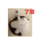 にゃんこあるあるスタンプ（個別スタンプ：28）