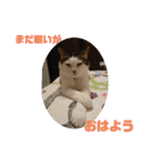 にゃんこあるあるスタンプ（個別スタンプ：31）