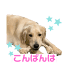 きなたんのスタンプ❸（個別スタンプ：1）