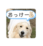 きなたんのスタンプ❸（個別スタンプ：7）