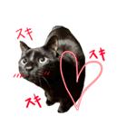 黒猫、名は黒蜜2（個別スタンプ：8）