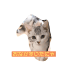おだんごの日々ver1（個別スタンプ：1）