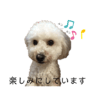 ビションプー☆仕事☆OUTA_BichonPoo（個別スタンプ：3）