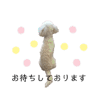 ビションプー☆仕事☆OUTA_BichonPoo（個別スタンプ：4）